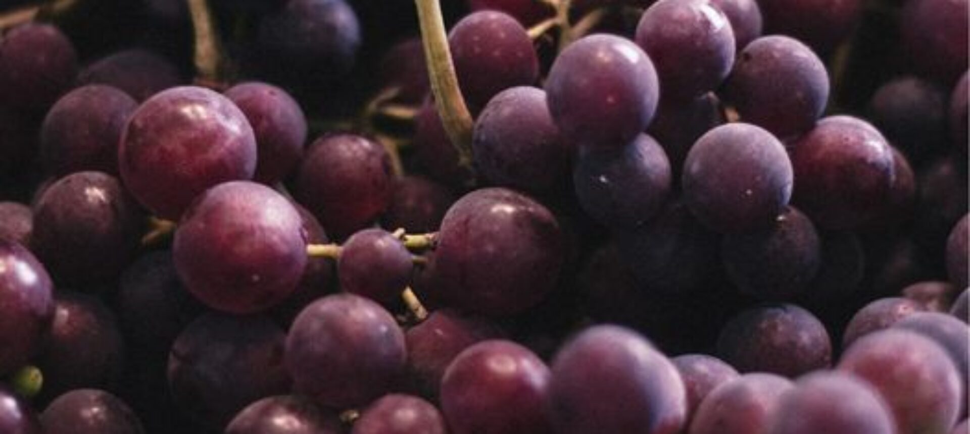 A fine pasto non c’è niente di meglio che un bel grappolo d’uva!